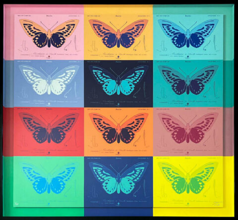 Butterfly ColorStudy